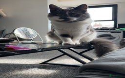 British Shorthair cats for sale: 2 beautiful cats need homing  - Image 2