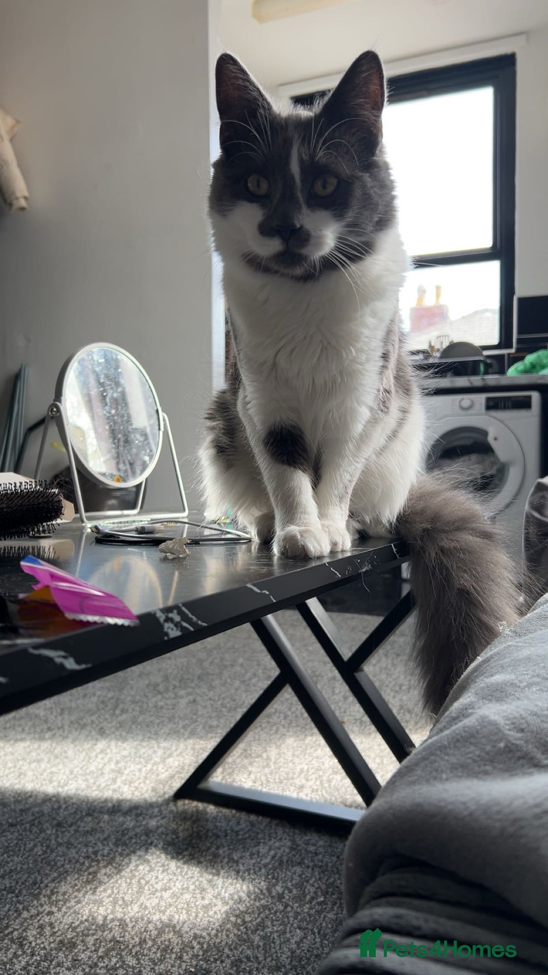 British Shorthair cats for sale: 2 beautiful cats need homing  - Image 2