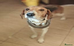 Mixed Breed dogs for adoption: ❤️🐶Radna elegant 2 yo Estonian Hound❤️🐶 - Advert 12