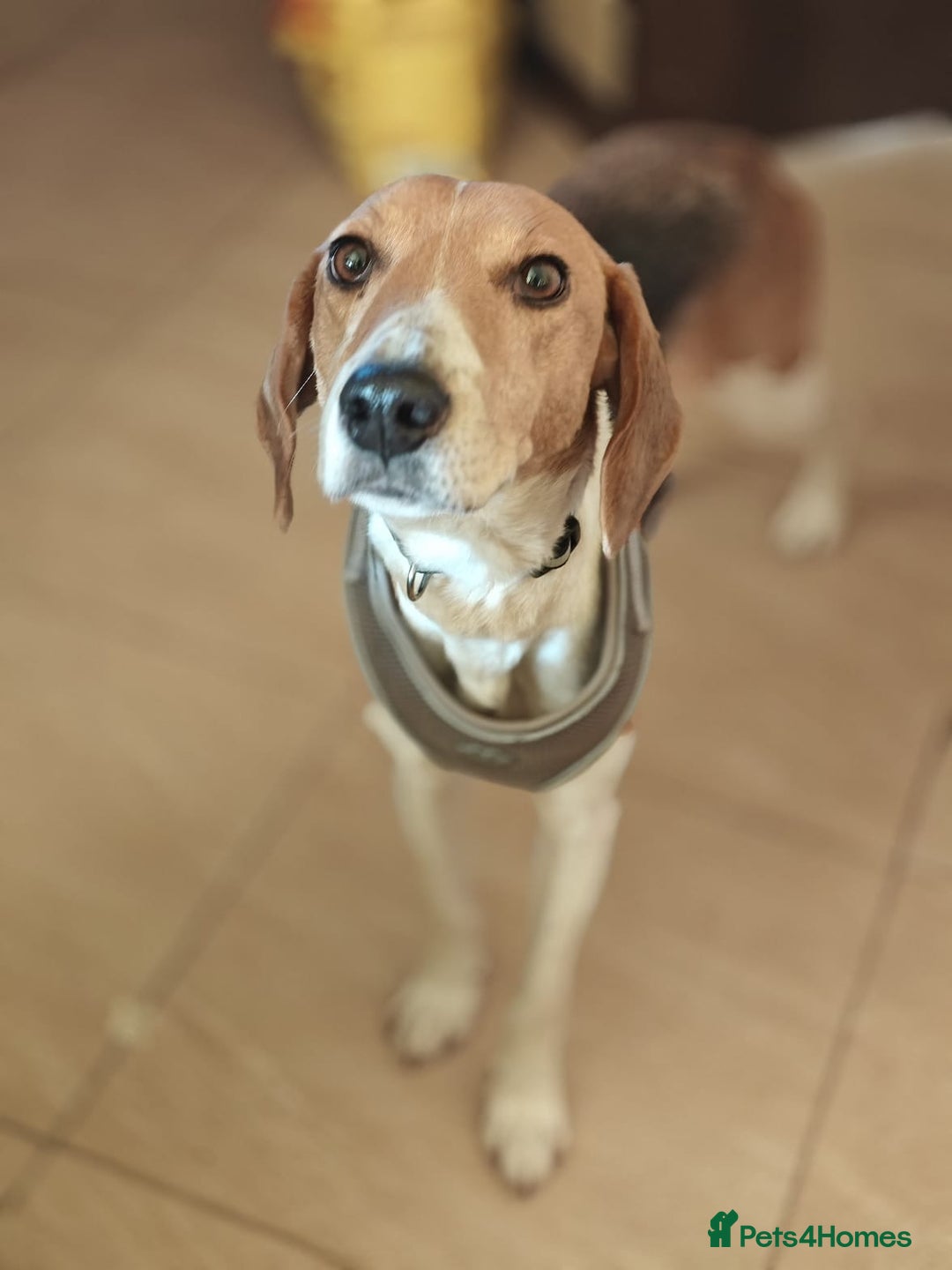 Mixed Breed dogs for adoption: ❤️🐶Radna elegant 2 yo Estonian Hound❤️🐶 - Advert 12