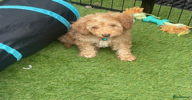 Miniature Poodle dogs - Advert 4