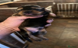 Miniature Dachshund dogs for sale: 4 long hair dachshund  - Image 6