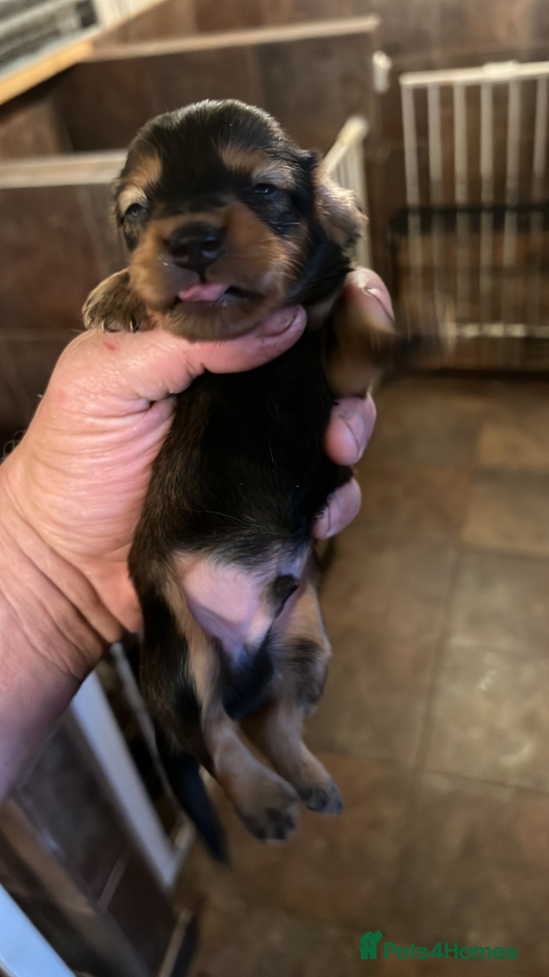 Miniature Dachshund dogs for sale: 4 long hair dachshund  - Image 6