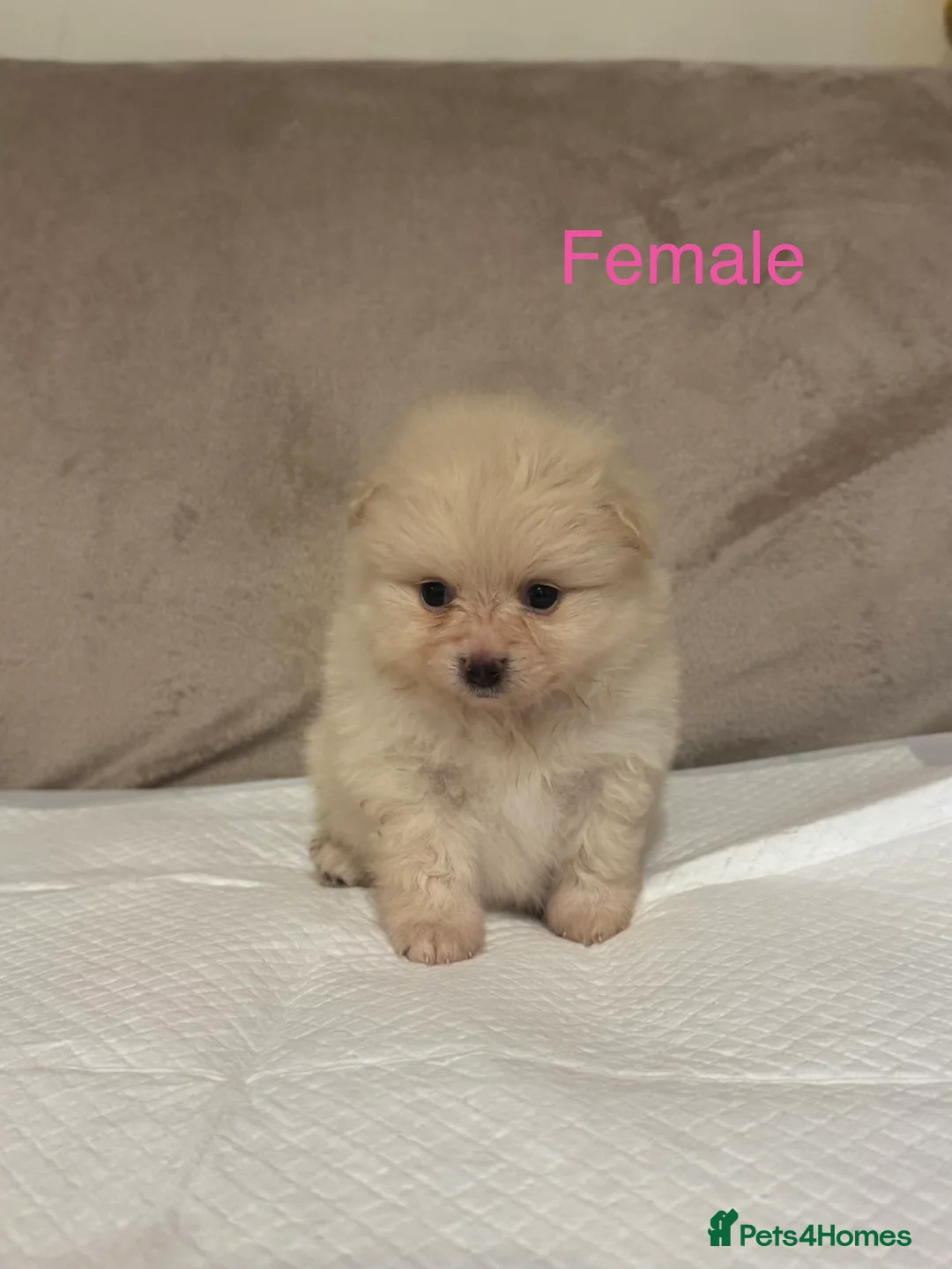 Pomeranian dogs for sale: 🐾Fluffy Little Pomeranians for sale🐾 - Advert 13