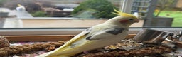 Cockatiels birds for sale: Adorable Male cockatiel fully tame - Advert 1