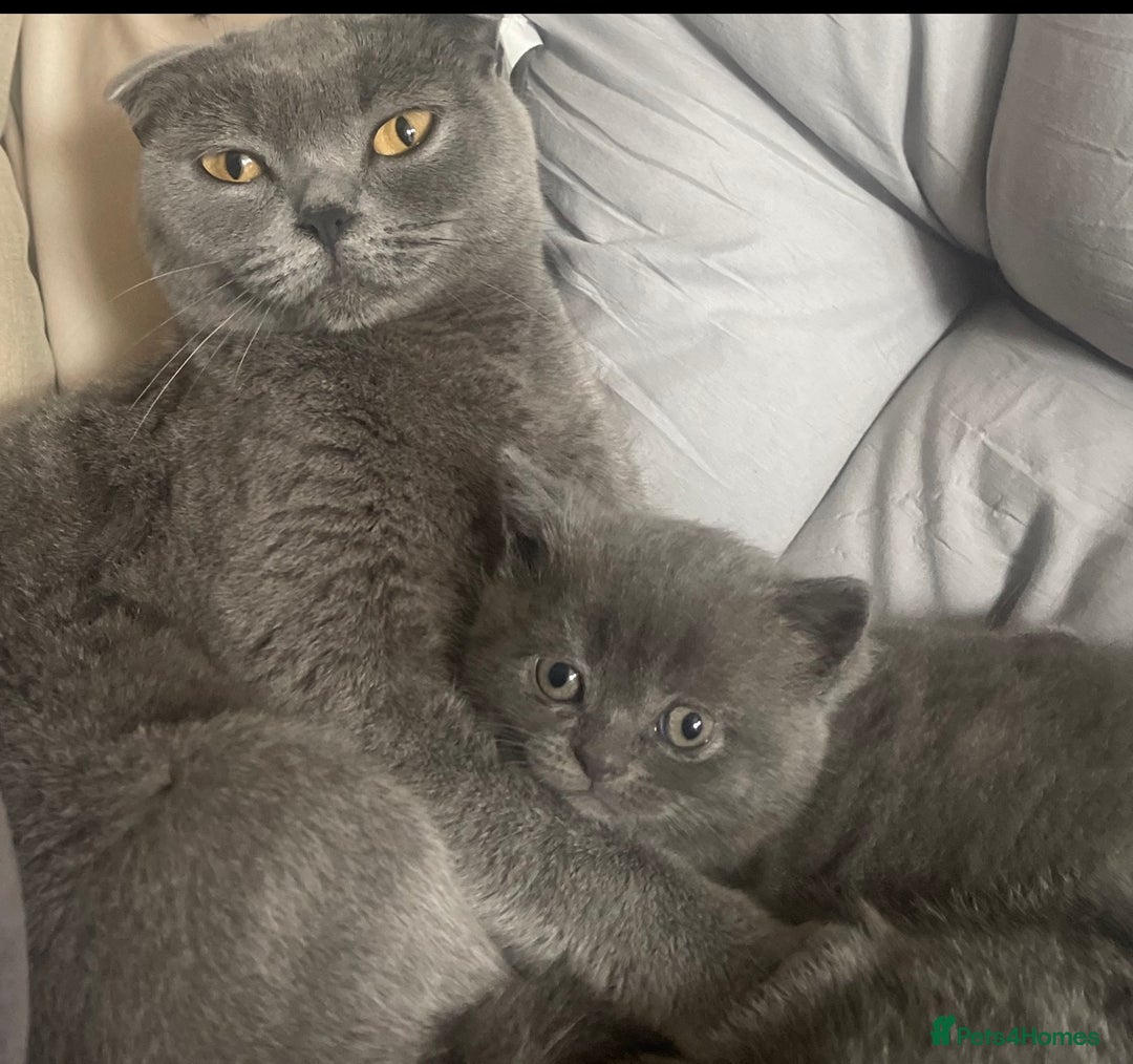 British Longhair cats for sale: 🐾 Adorable British Longhair Kittens  - Image 9