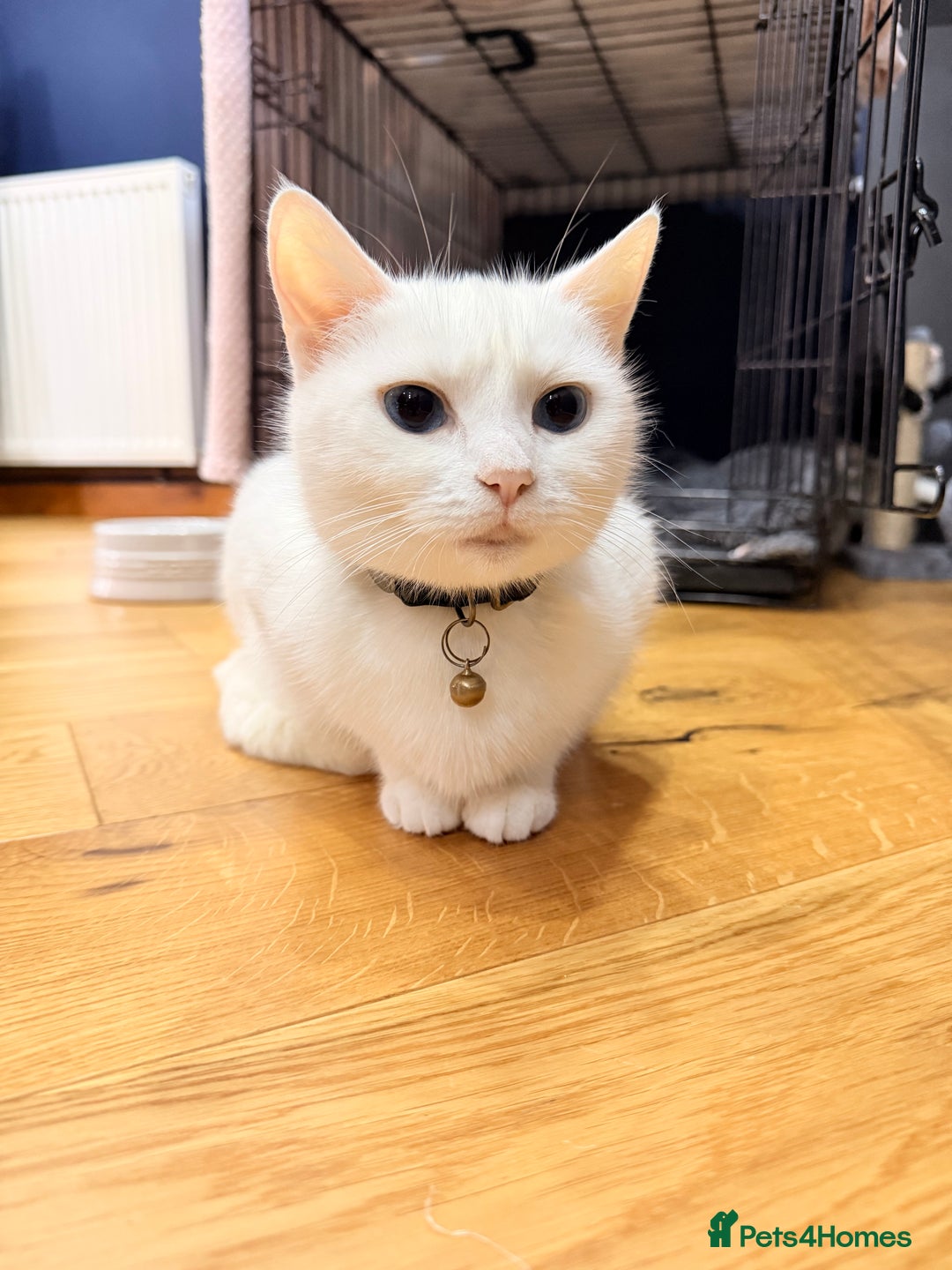 Mixed Breed cats for sale: 4 Kittens for Sale in Cam & Dursley - Advert 14