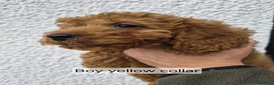 Cockapoo 2
