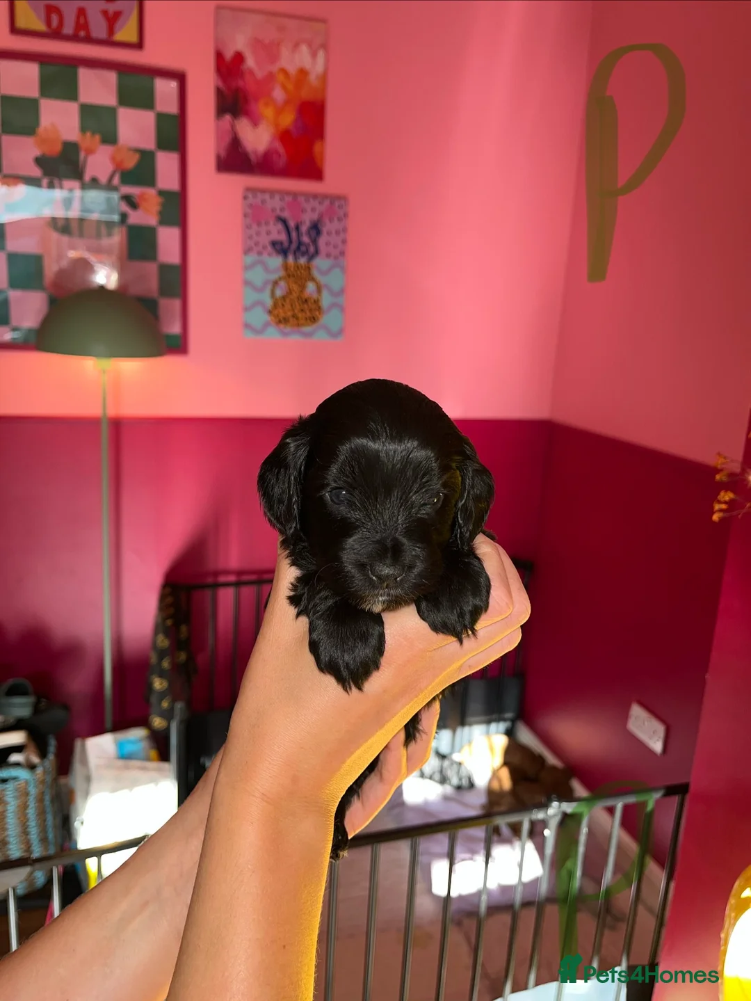 Cockapoo dogs for sale: F2 cockapoos  - Advert 2