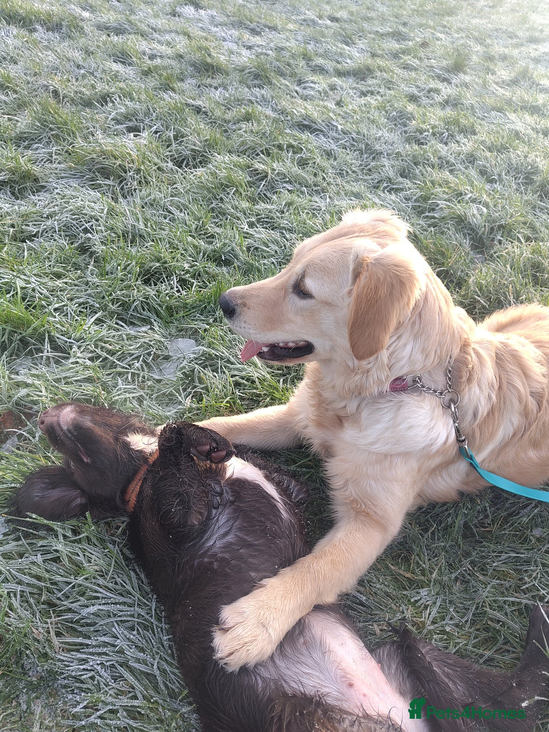 Golden Retriever dogs for sale: Beautiful 6 month golden retriever  - Advert 3