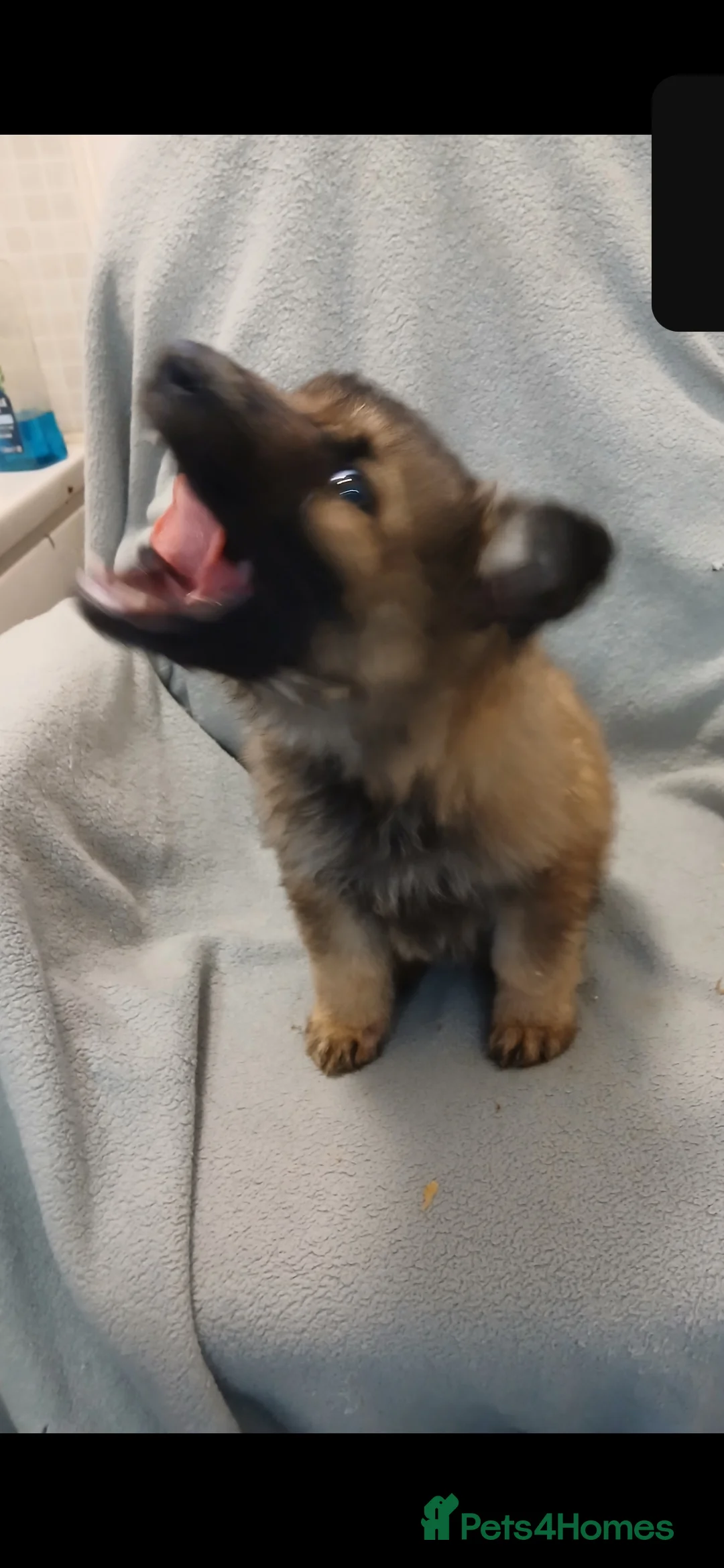 German Shepherd dogs for sale: German Sheperd Puppies in Lincoln - Advert 10