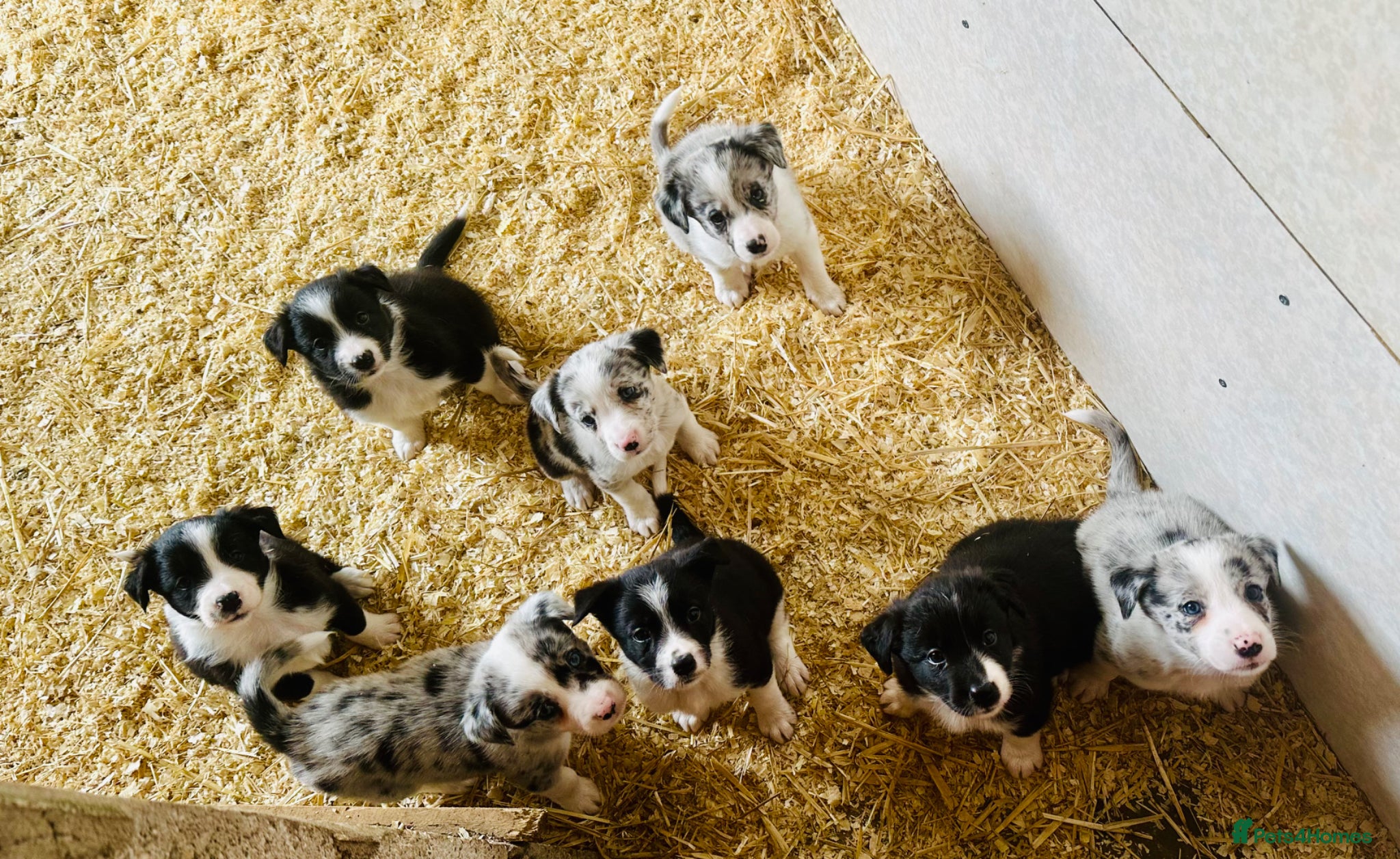 Border Collie dogs for sale: Beautiful Border Collie Puppies  - Advert 11