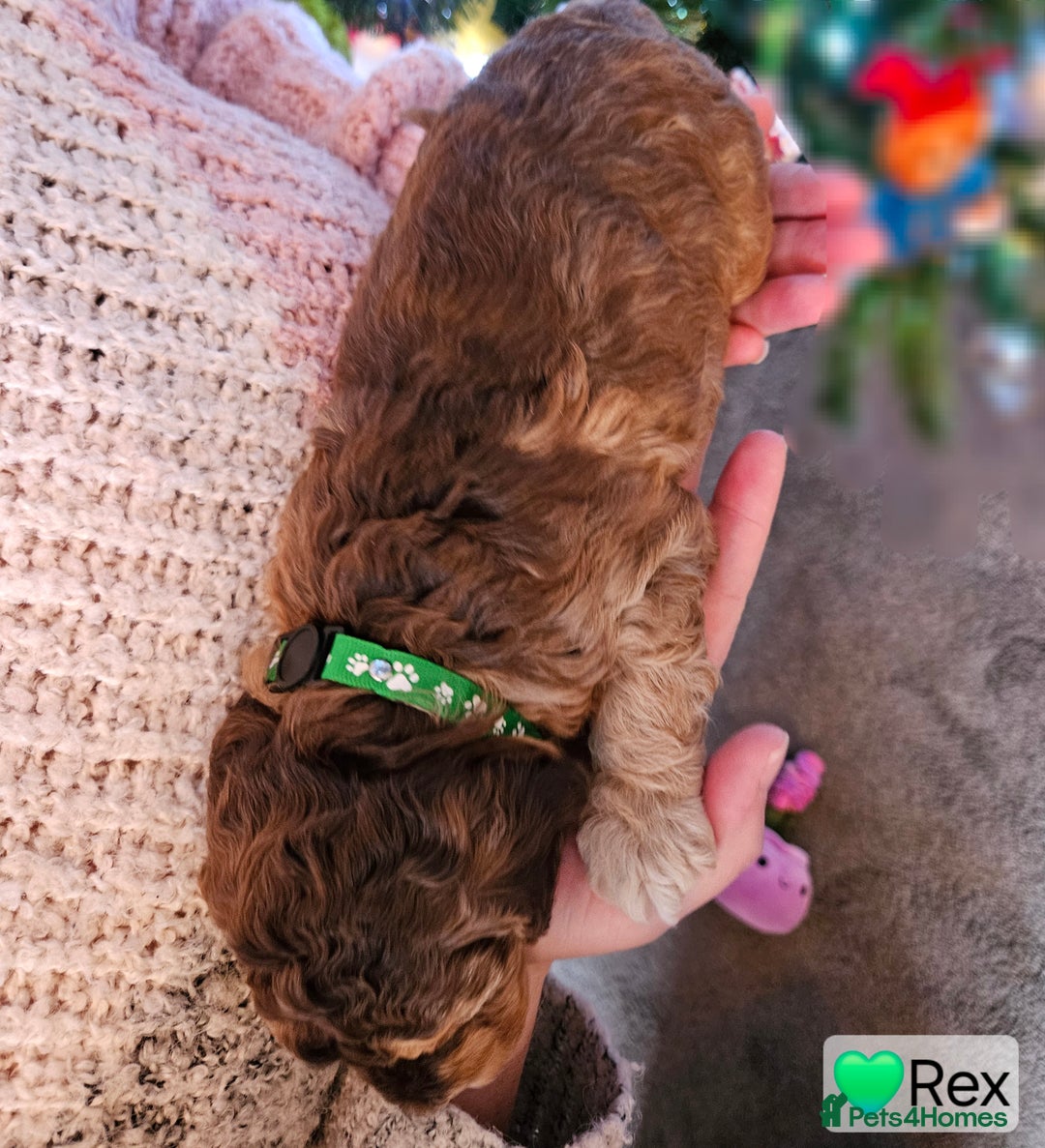 Cockapoo dogs for sale: F3b Cockapoo Puppies – DNA health tested - Advert 4