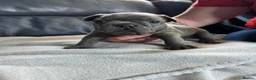French Bulldog dogs for sale: French Bulldog Puppies! - Advert 7