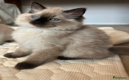 Ragdoll cats for sale: Adorable Ragdoll Kittens  - Image 11