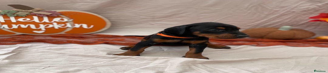 Dobermann Puppy 7- Orange Collar