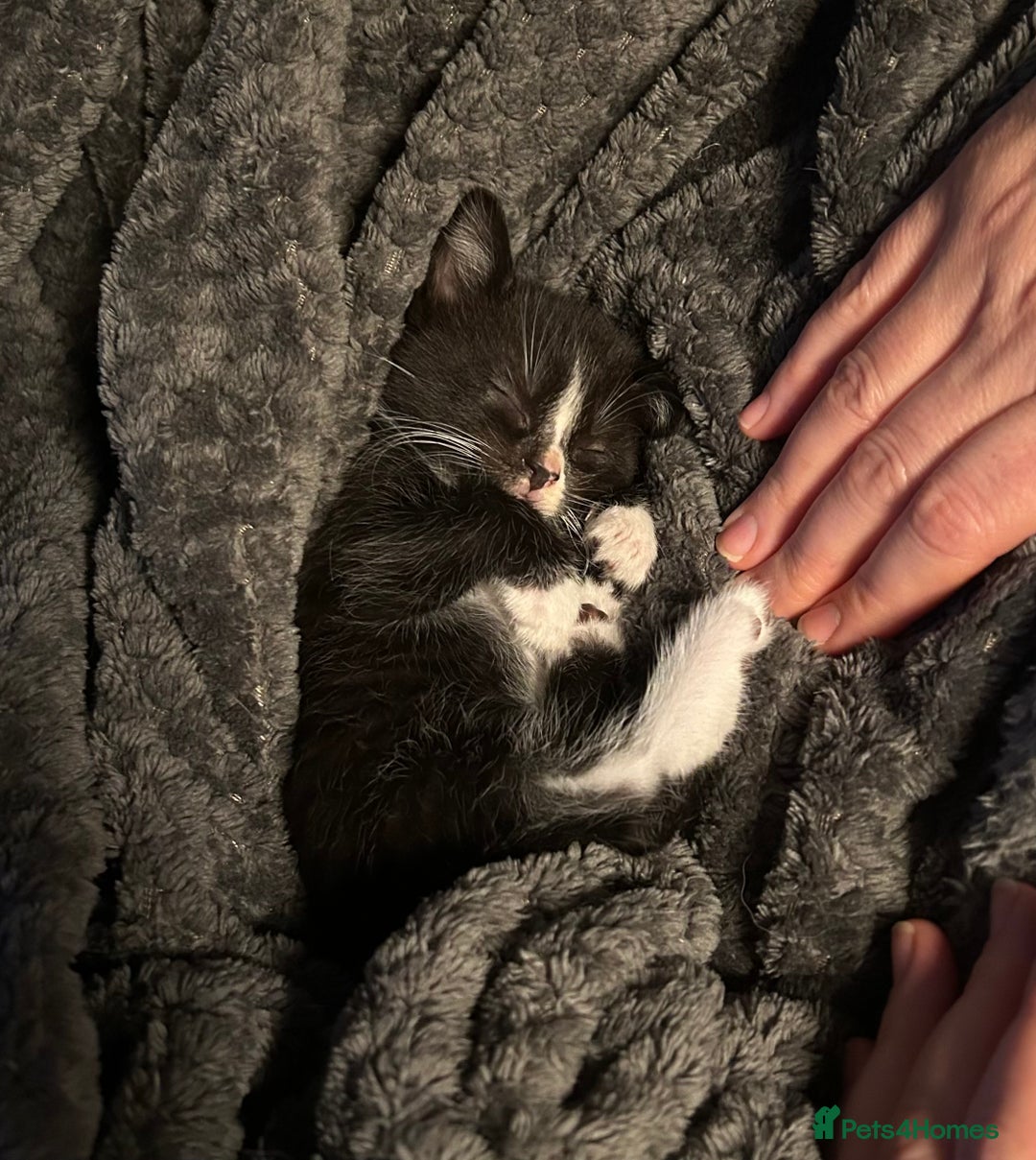 Mixed Breed cats for sale: Kittens for sale - 5 - Mixed breed - Advert 12