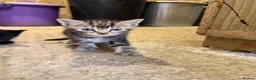 Mixed Breed cats for sale: X1 Male X1 female Kitten in Tonbridge - Advert 2