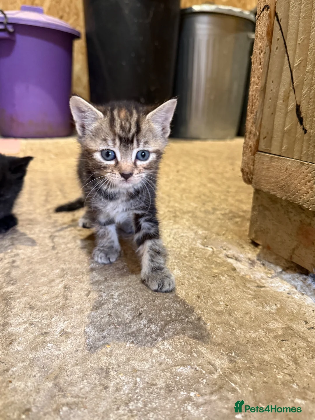Mixed Breed cats for sale: X1 Male X1 female Kitten in Tonbridge - Advert 2
