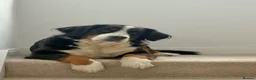 Bernedoodle dogs for sale: Gorgeous tri-colour Bernedoodle puppies  - Advert 4