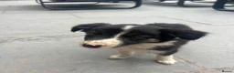 Mixed Breed dogs for sale: 🐾 Six Beautiful Welsh Border Collies 🐾 - Advert 9