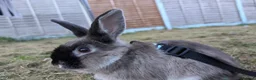 Rex rabbits for sale: Rabbit , comes with cage (pets at home cage) - Advert 1
