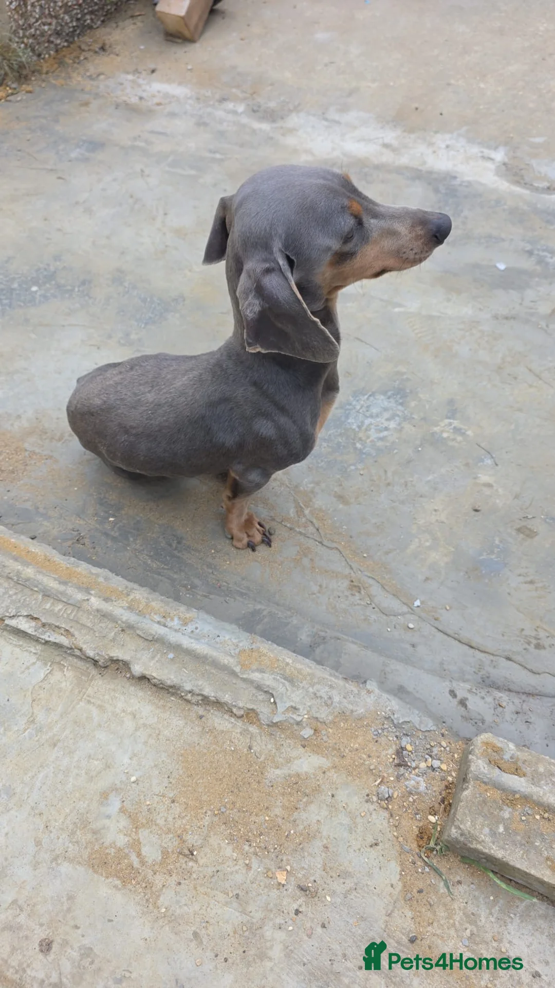 Miniature Dachshund dogs for sale: Bruno  - Advert 2