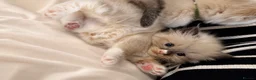 Ragdoll cats for sale:  🐾 Pure Ragdoll Kittens – The Summer Litter ☀️  - Advert 16