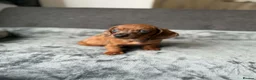 Dachshund dogs for sale: Miniature Dachshund  - Advert 6