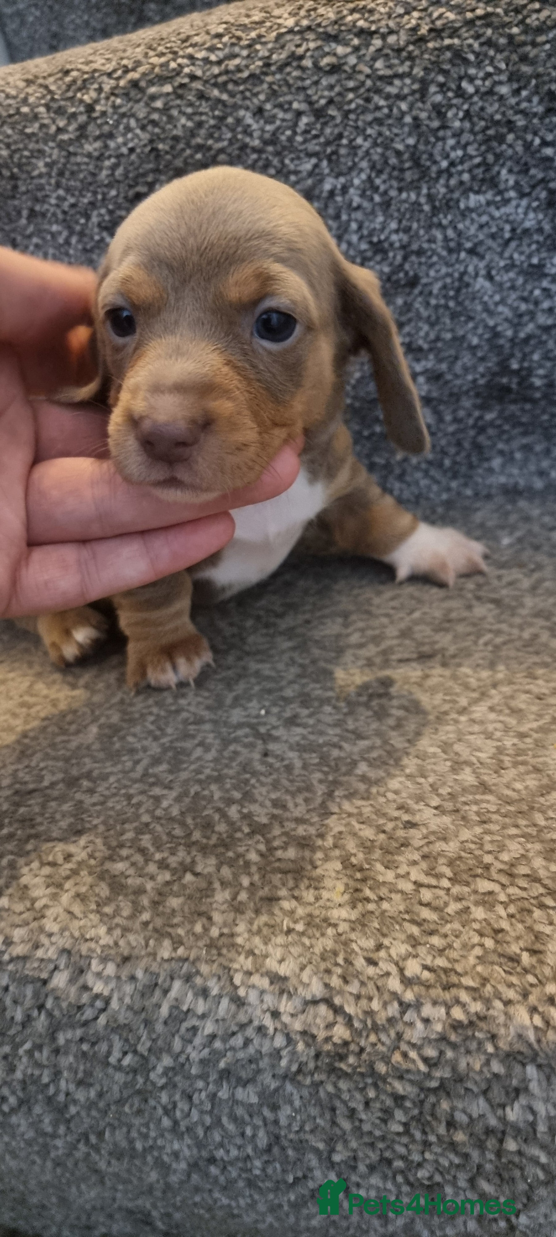 Miniature Dachshund dogs Beautiful Mini Dachshund puppies  - Advert 3