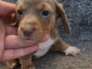 Miniature Dachshund dogs Beautiful Mini Dachshund puppies - Advert 3