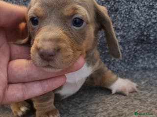 Miniature Dachshund dogs Beautiful Mini Dachshund puppies - Advert 4