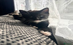 Turkish Van cats for sale: Kittens Turkish Van  - Image 4