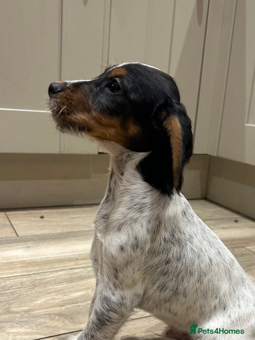 Mixed Breed dogs for sale: Beautiful Cocker cross Jack Russell puppies  - Advert 6