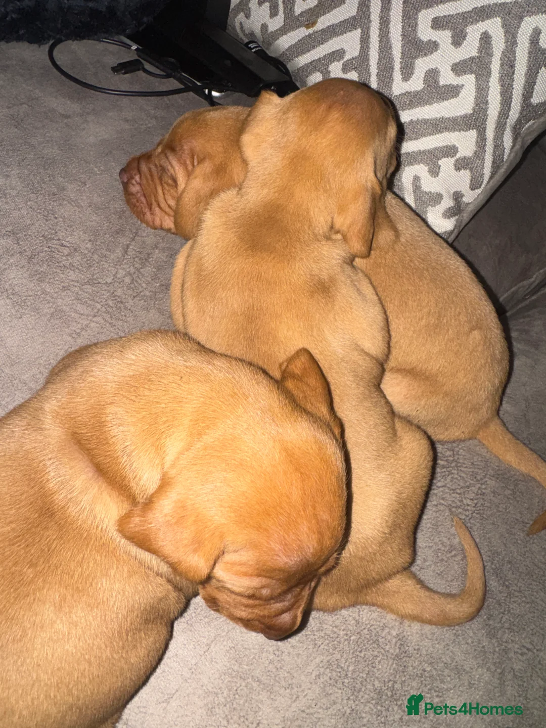 Hungarian Vizsla dogs for sale: Hungarian Vizsla KC Puppies excellent Pedigree - Advert 34