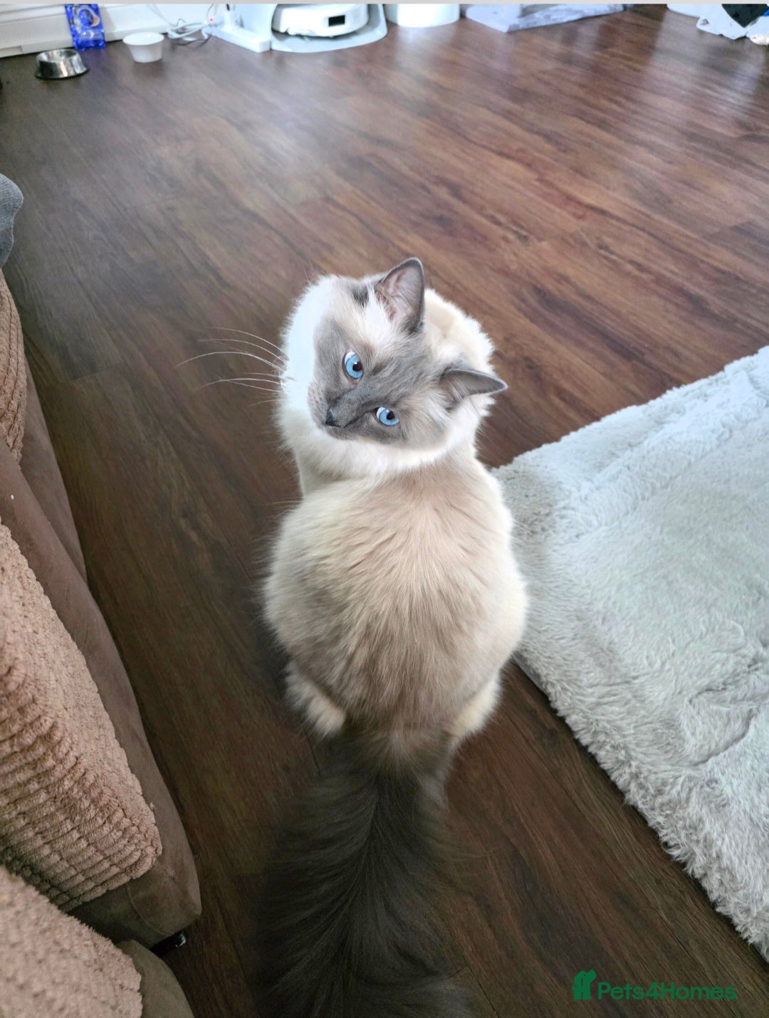 Ragdoll cats for sale: Male ragdoll 2 years old - Advert 4