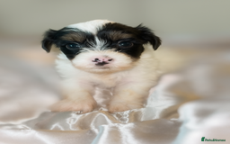 Chinese Crested dogs for sale: Pure Chinese crested puppies - Image 4