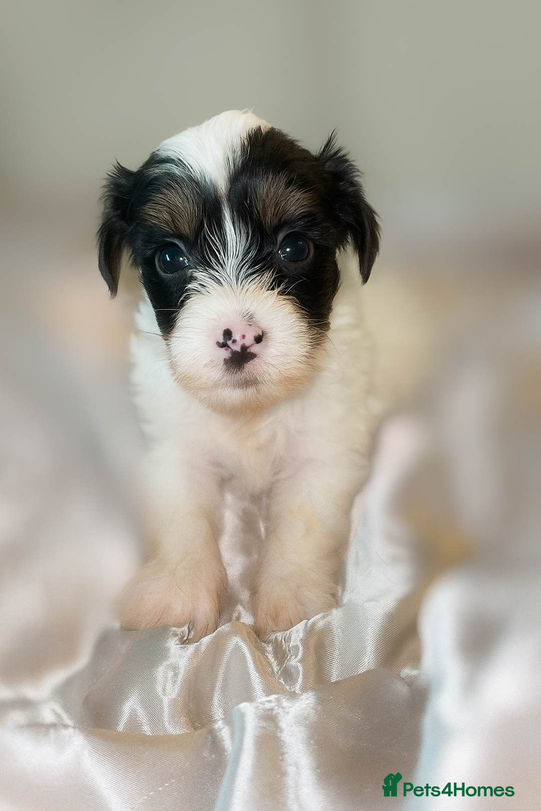 Chinese Crested dogs for sale: Pure Chinese crested puppies - Image 4