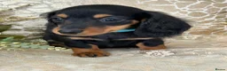 Miniature Dachshund dogs for sale: KC Miniature Dachshund Puppies - Advert 8