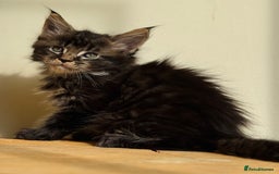 Maine Coon cats for sale: Beautiful pure bred Maine Coon kittens - Image 15