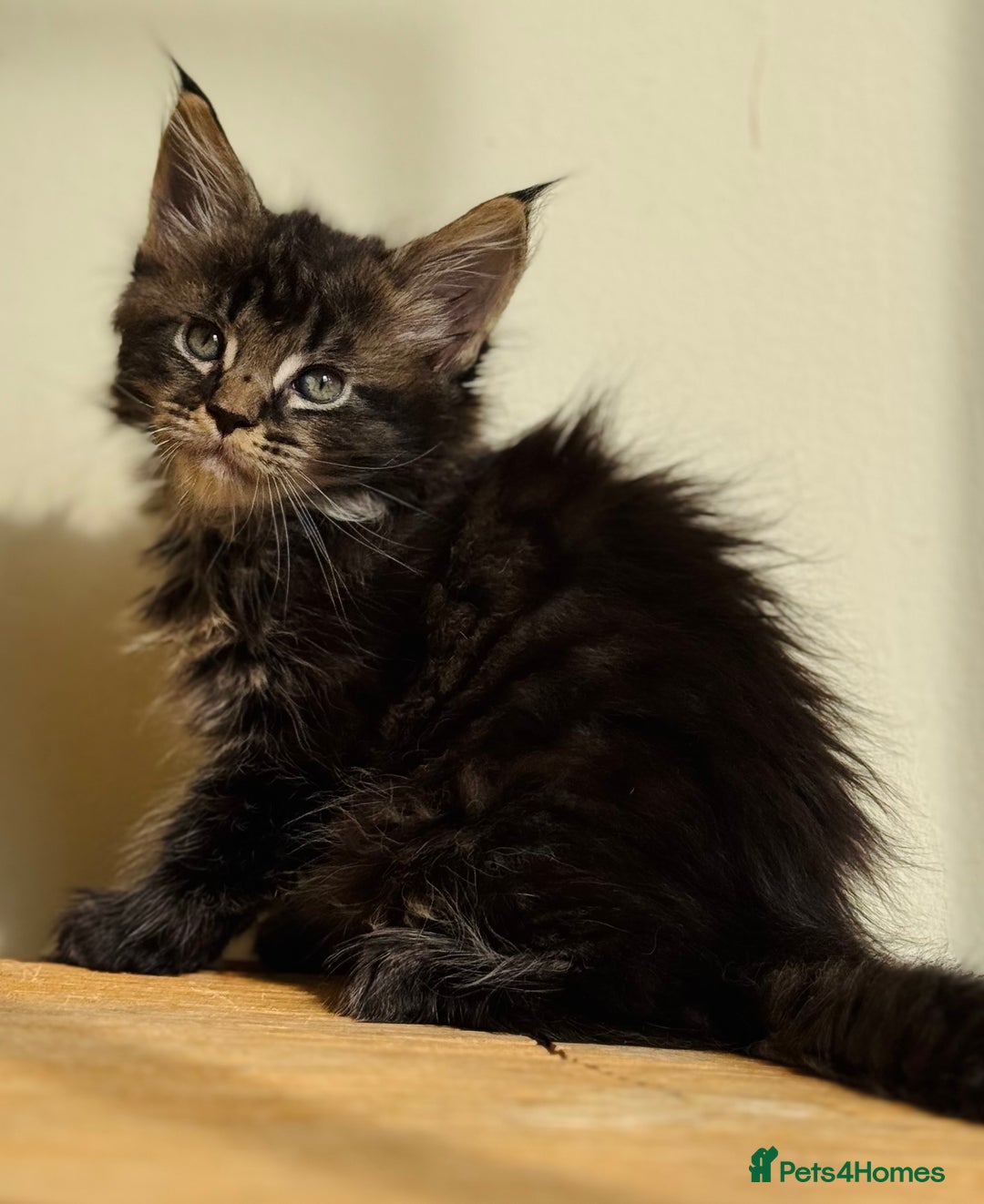 Maine Coon cats for sale: Beautiful pure bred Maine Coon kittens - Image 15