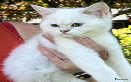 British Shorthair cats for sale: Colourpoints BSH active & non-active available - Image 4