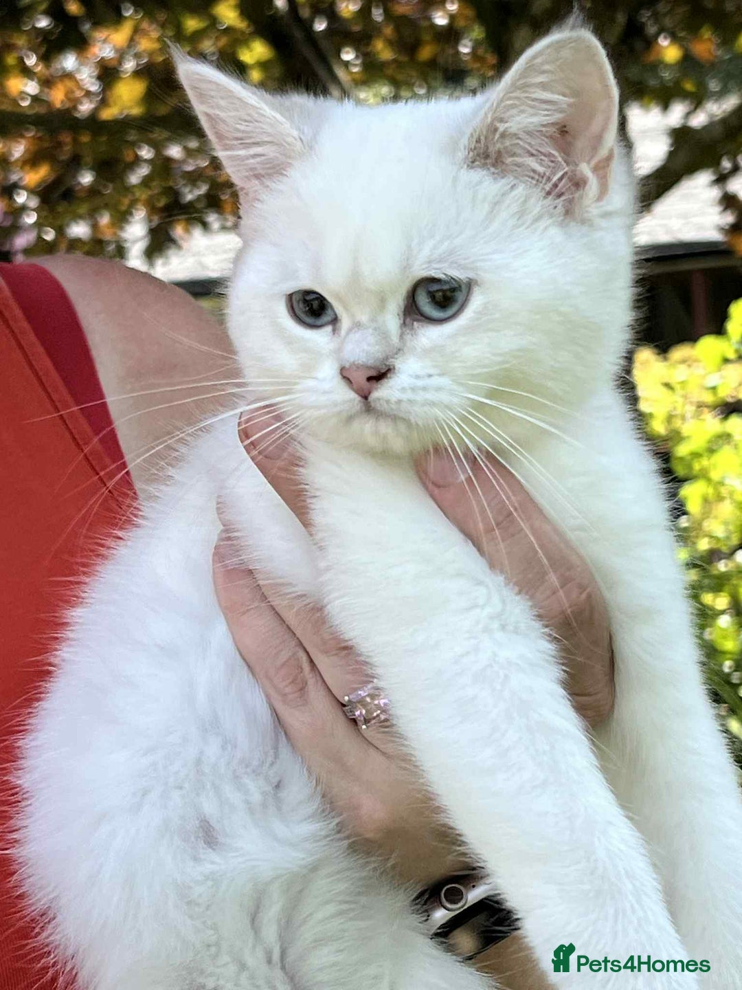 British Shorthair cats for sale: Colourpoints BSH active & non-active available - Image 4