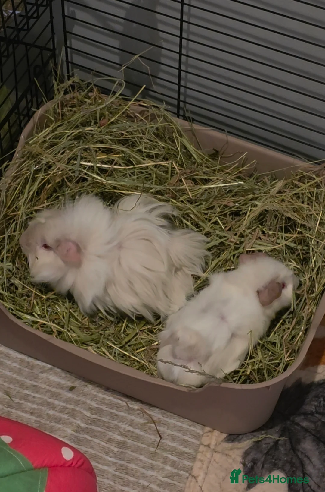 Guinea Pig rodents for sale: Guinea pig - Advert 6