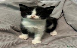 Mixed Breed cats for sale: READY TO GO 🫶 Three beautiful kittens left 🫶 - Image 6