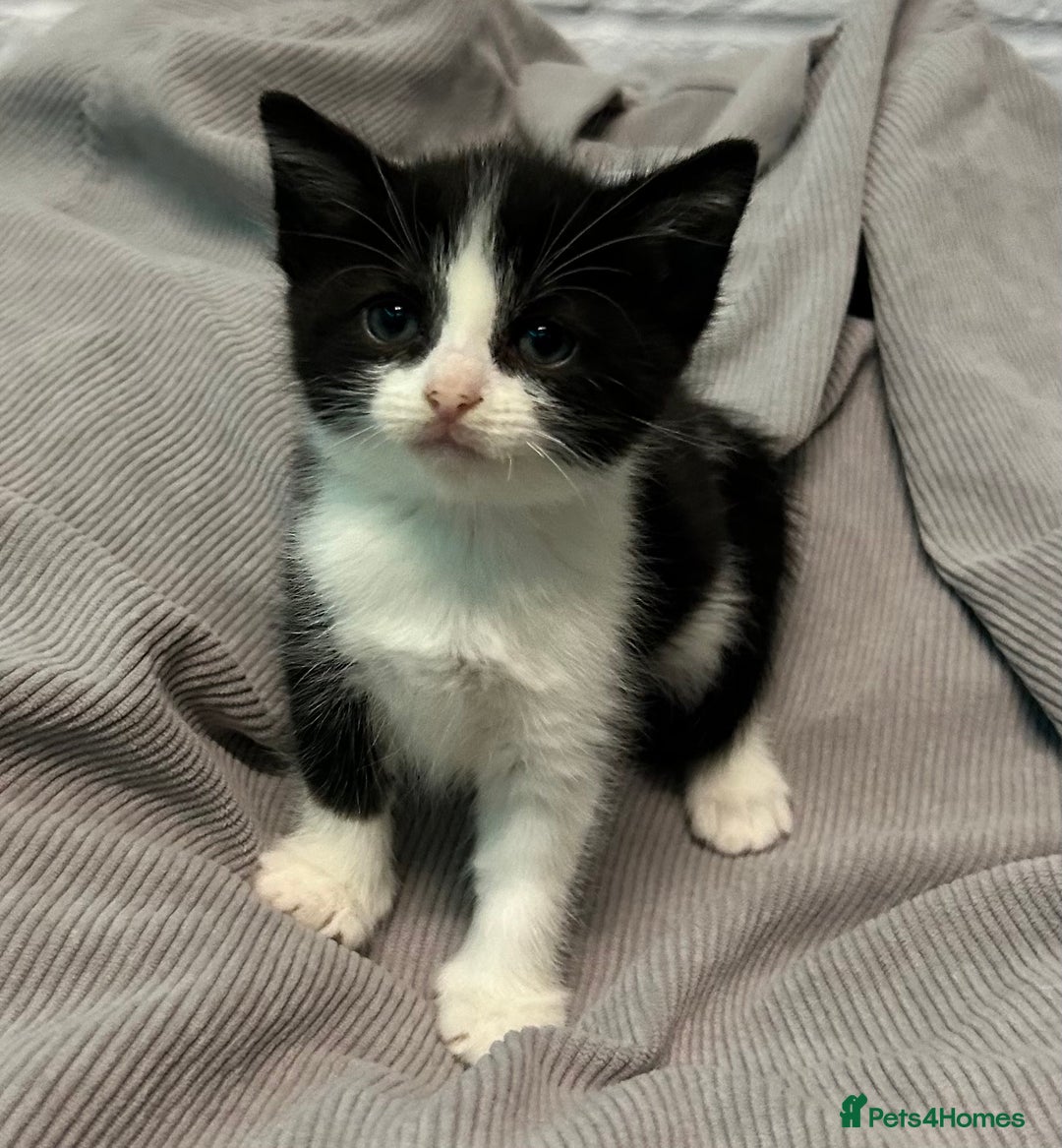 Mixed Breed cats for sale: READY TO GO 🫶 Three beautiful kittens left 🫶 - Image 6
