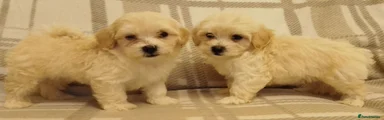 Maltipoo 4