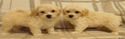 Maltipoo dogs for sale: Maltipoo puppies  - Advert 3