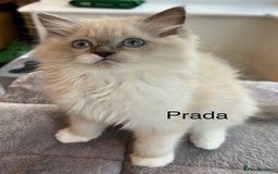 Ragdoll cats for sale: Beautiful Ragdoll kittens - Advert 7
