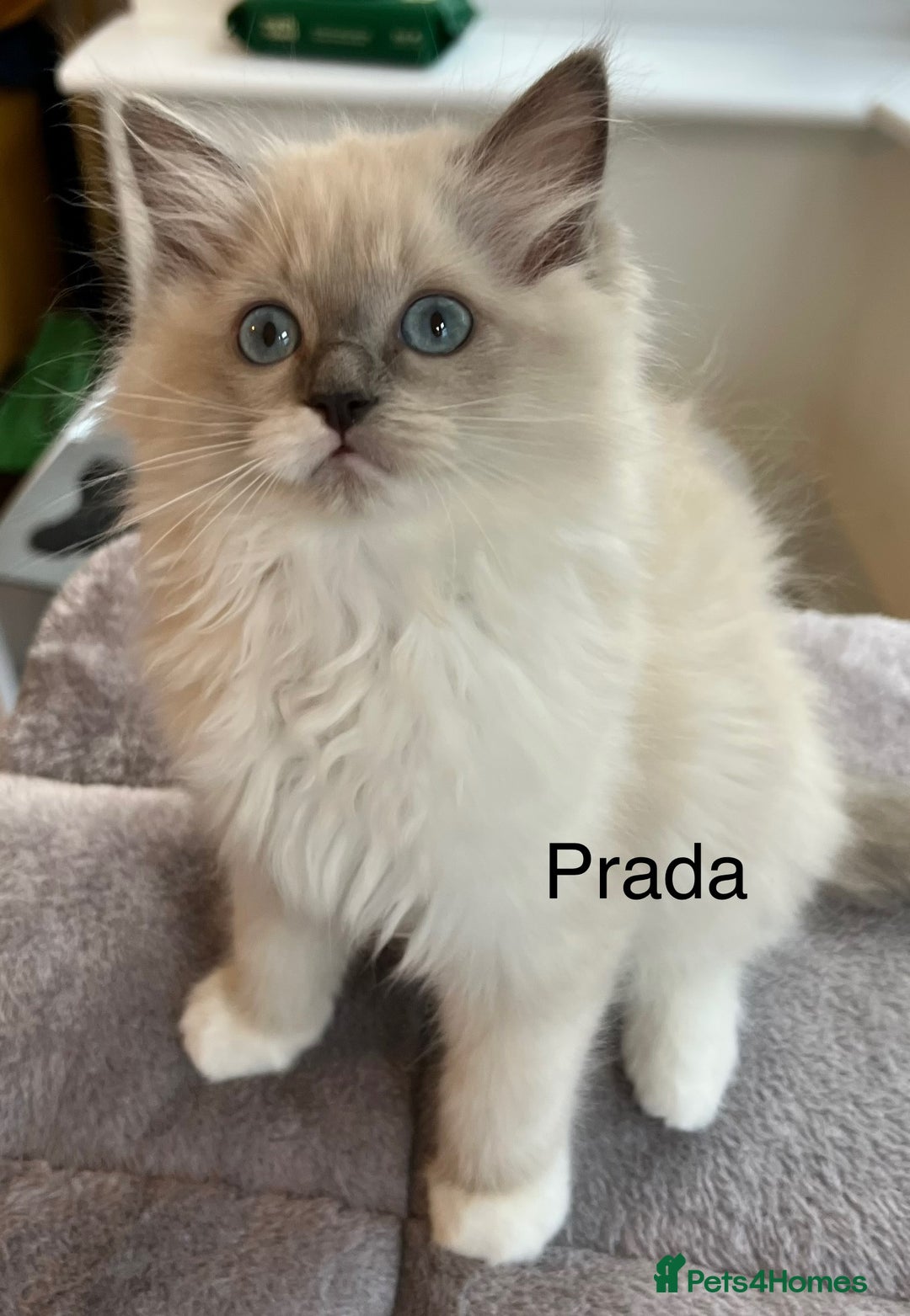 Ragdoll cats for sale: Beautiful Ragdoll kittens - Advert 7